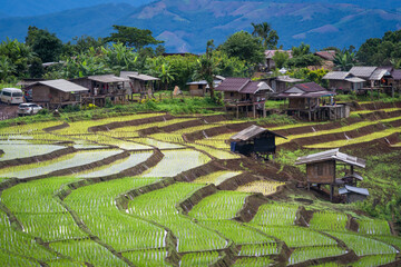 View of lush green paddy field is a flooded parcel of land for growing rice during the rice growing season.