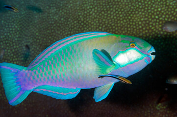 Bleeker's parrot fish, Chlorurus bleekeri, Raja Anpat Indonesia