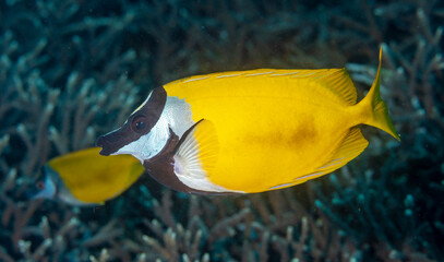 Foxface rabbitfish, Siganus vulpinus, Raja Ampat Indonesia