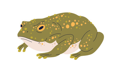 Caucasian toad, Bufo verrucosissimus. Green frog with parotoid glands on skin. Amphibian reptile, wild animal. Flat graphic vector illustration isolated on white background