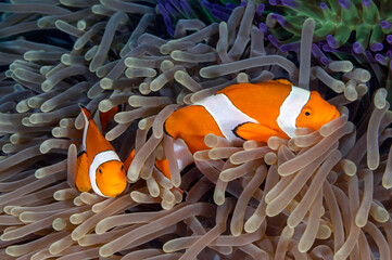 False clown anemonefish, Amphiprion ocellaris, Raja Ampat Indonesia