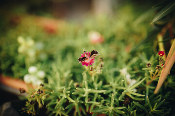 ladybug on a flower