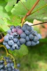 Ripe red wine grapes in a vineyard