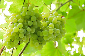 Ripe white wine grapes in a vineyard 