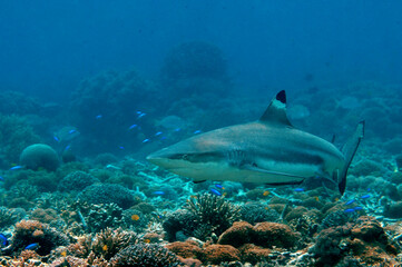 Fototapeta na wymiar Blacktip reef shark, Carcharhinus melanopterus, Raja Ampat Indonesia