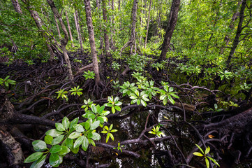 Mangroves iin Gam Island, Rhizophora stylosa, Raja Ampat, West Papua, Indonesia