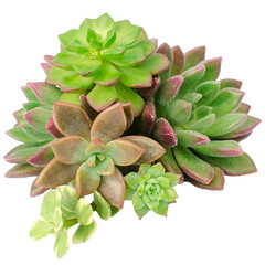 Succulent plants bouquet collections group arrangement png