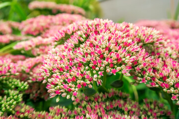 Obraz premium Stonecrop ordinary flowers grow in a flower garden