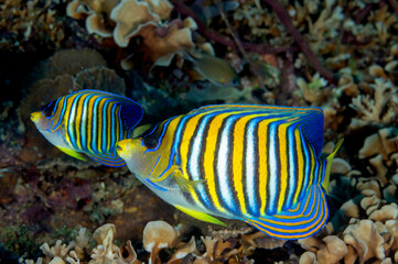 Reef scenic with Regal angelfishes, Pygoplites diacanthus, Raja Ampat Indonesia.