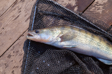 Freshwater zander and fishing equipment lies on wooden background..