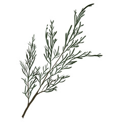 Obraz premium Christmas pine branch and cone, evergreen tree, fir, winter plants, New Year wood, holiday decoration. Hand drawn illustration