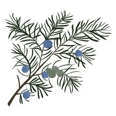 Christmas pine branch and cone, evergreen tree, fir, winter plants, New Year wood, holiday decoration. Hand drawn illustration