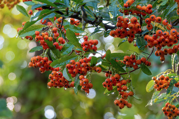 Rote Früchte nach Regen am Ast