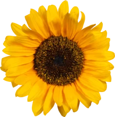 Zelfklevend Fotobehang Sunflower isolated © Andrzej Tokarski