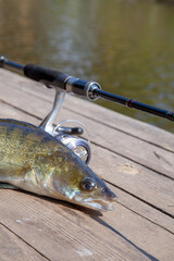 Freshwater zander and fishing equipment lies on wooden background.