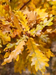 branch of yellow oak leaves close-up. autumn trees vertical background