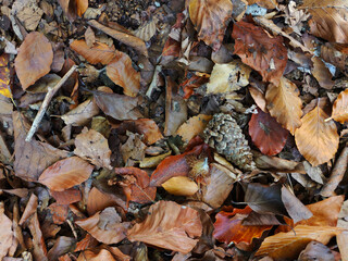 texture Fallen brown leaves, twigs and cones on the ground horizontal natural autumn background