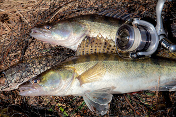 Two freshwater zander fish. Freshwater zander fish and fishing equipment lies on round keepnet with...