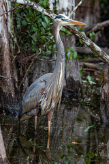 Heron, a great egret in the Florida Everglades