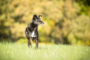 cute black mixed dog in fall