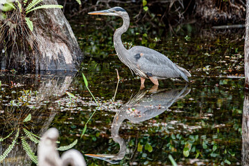 Heron, a great egret in the Florida Everglades
