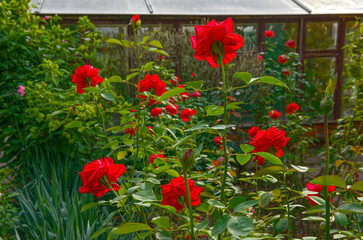 Many bright red roses on flower bed in backyard garden.