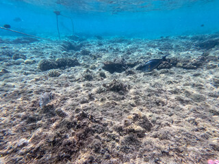 Surgeon fish or sohal tang fish (Acanthurus sohal) at the Red Sea coral reef..