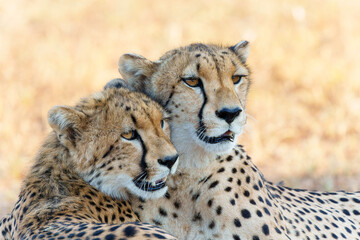 Portrait of a cheetah mother and cub in Mashatu Game Reserve in the Tuli Block in Botswana   