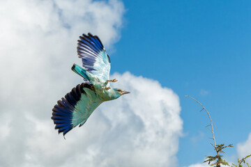 European Roller  (Coracias garrulus) flying away from the top of a bush in Kruger National Park in South Africa             