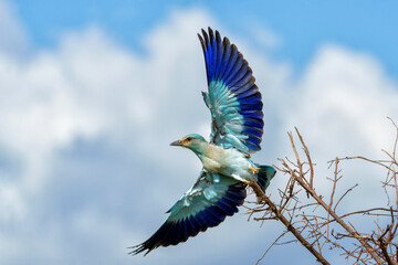 European Roller  (Coracias garrulus) flying away from the top of a bush in Kruger National Park in South Africa             