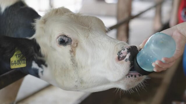 Close-up of baby cow feeding on milk bottle by hand in rearing farm