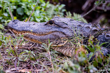 Alligator at Everglades National Park

