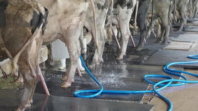 Farmer bathing the cow. Worker cleaning floor and cowshed in the dairy farm