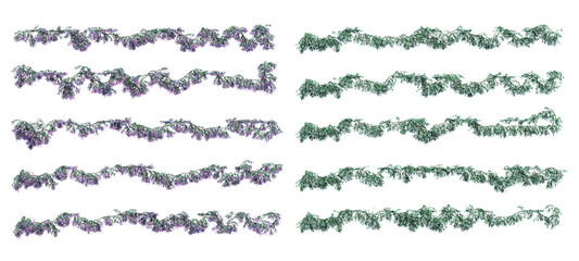 Obraz premium 3d rendering of star jasmine creeping isolated