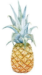 Watercolor pineapple botanical illustration - obrazy, fototapety, plakaty