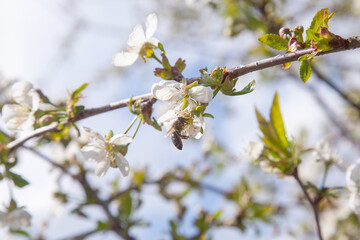 Honeybee on white flower of cherry tree collecting pollen and nectar to make sweet honey with medicinal benefits..