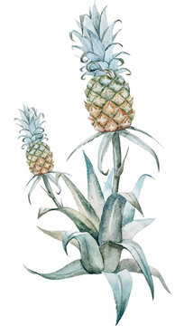 Watercolor bush with pineapple botanical illustration