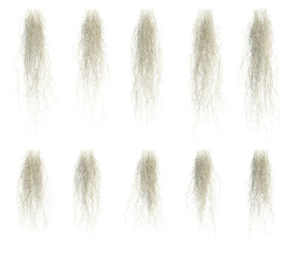 3d rendering of spanish moss isolated