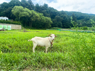 Fototapeta premium 염소