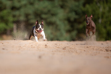 dog has fun playing in the sand  running