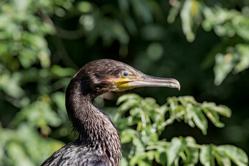 Great Cormorant (Phalacrocorax carbo) on pond