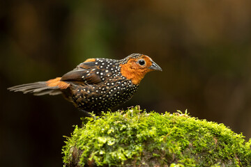 Ocellated tapaculo (Acropternis orthonyx) is a large bird found in the northern Andes in South America. It is a highly distinctive tapaculo