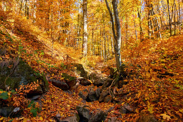 Bright autumn forest landscape. Golden autumn in the Carpathians