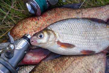 Single freshwater white bream or silver bream on pile of bronze breams or carp breams on green grass and fishing rod with reel on natural background..