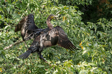 Great Cormorant (Phalacrocorax carbo) on pond