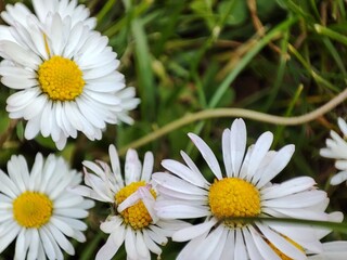 Obraz premium Fiori di primavera