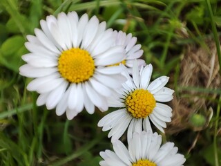 Obraz premium Fiori di primavera