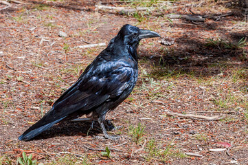 Raven (Corvus corax) in Yellowstone National Park, USA
