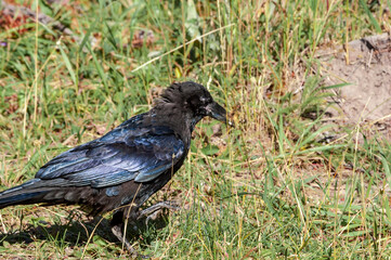Raven (Corvus corax) in Yellowstone National Park, USA