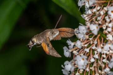 Taubenschwänzchen im Flug am Sommerflieder